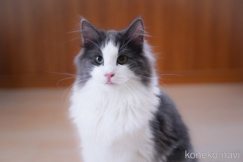 成約済の愛知県のノルウェージャンフォレストキャット-99492の8枚目